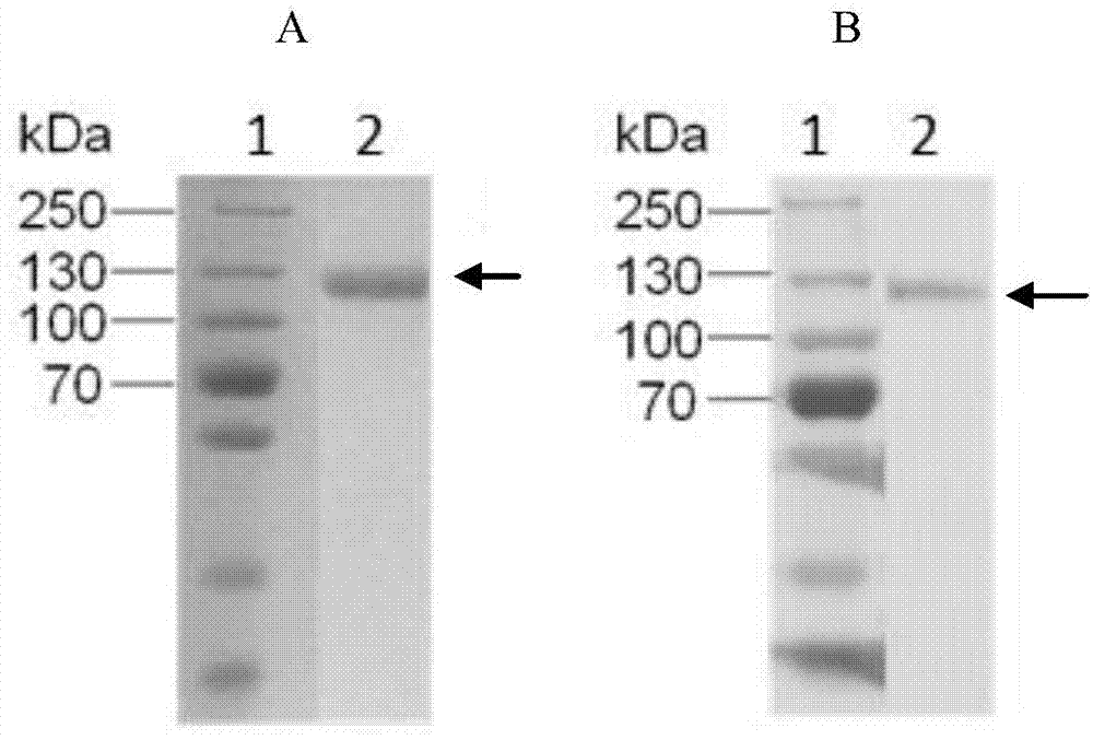 Anti-CD26 antibody and application thereof