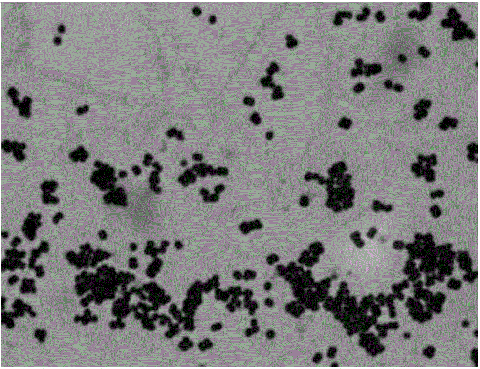 A strain of Rhodococcus erythrococcus and its application in wastewater treatment containing organic pollutants