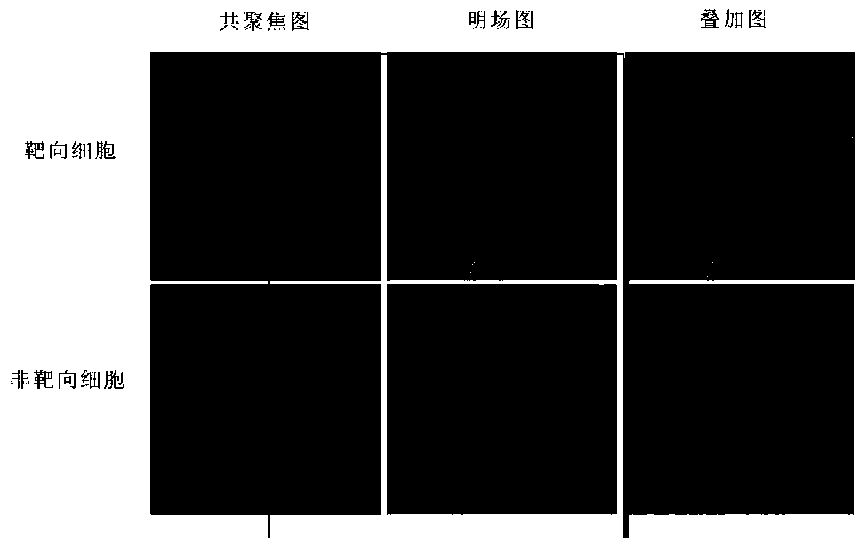 A targeted drug-loaded siliceous body and its preparation and application