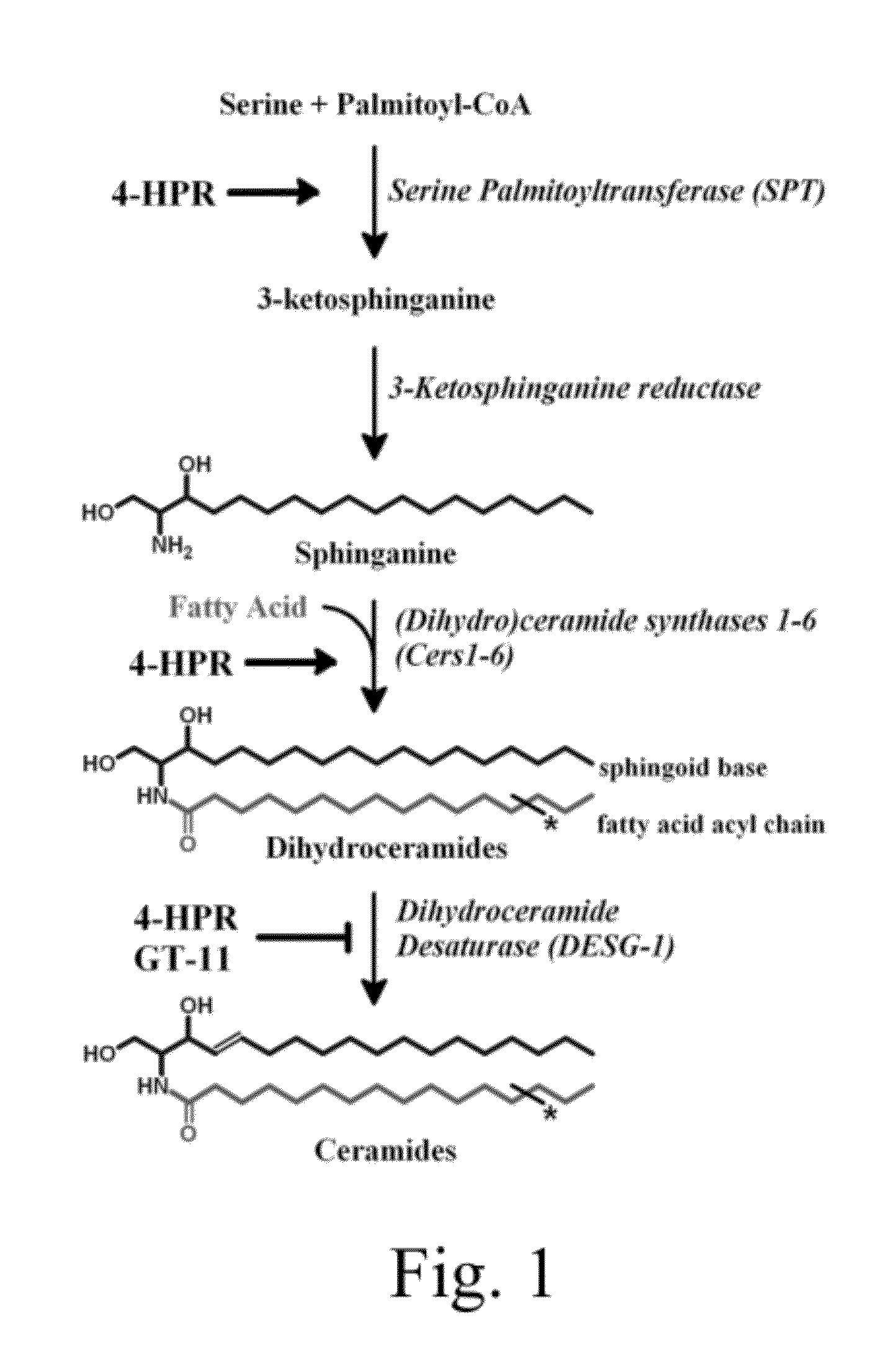 Method for Increasing the Production of a Specific ACYL-Chain Dihydroceramide(s) for Improving the Effectiveness of Cancer Treatments