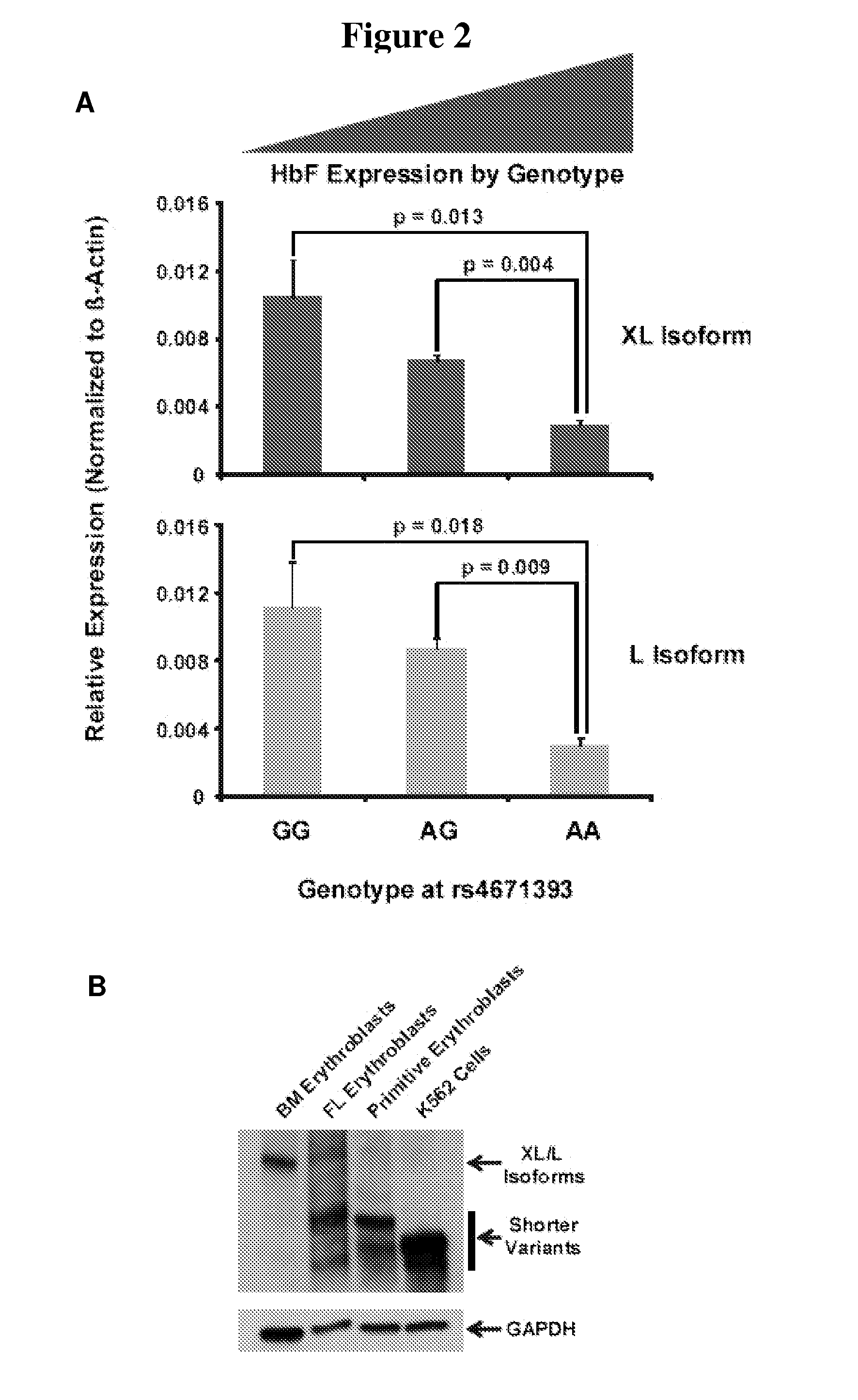 Modulation of bcl11a for treatment of hemoglobinopathies