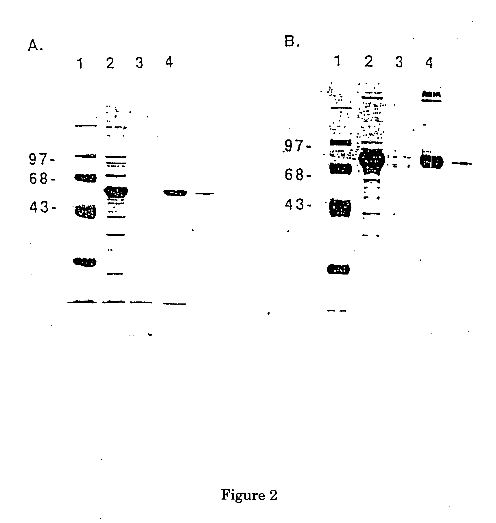FcE-PE chimeric protein for targeted treatment of allergy responses a method for its production and pharmaceutical compositions containing the same