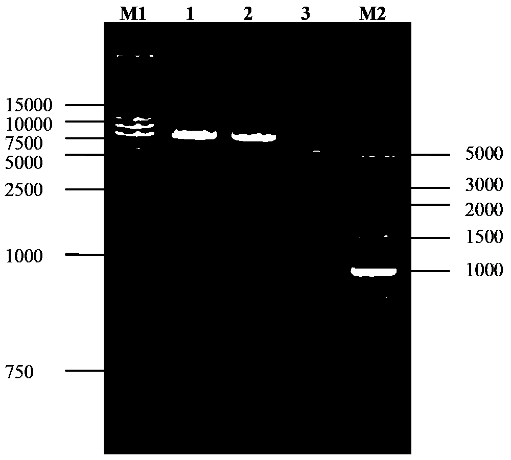 Porcine O-type foot-and-mouth disease virus recombinant baculovirus as well as preparation method and application thereof