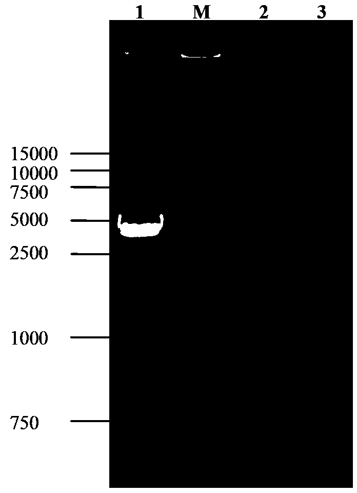 Porcine O-type foot-and-mouth disease virus recombinant baculovirus as well as preparation method and application thereof