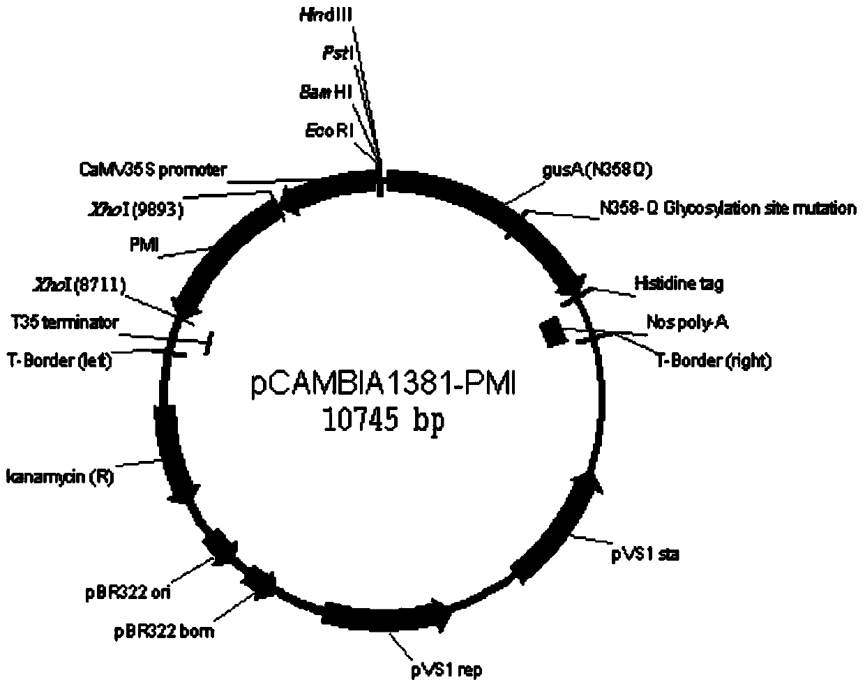Method for guiding exogenous gene into cleistogamous indica rice by using PMI (phosphomannose isomerase) selection marker