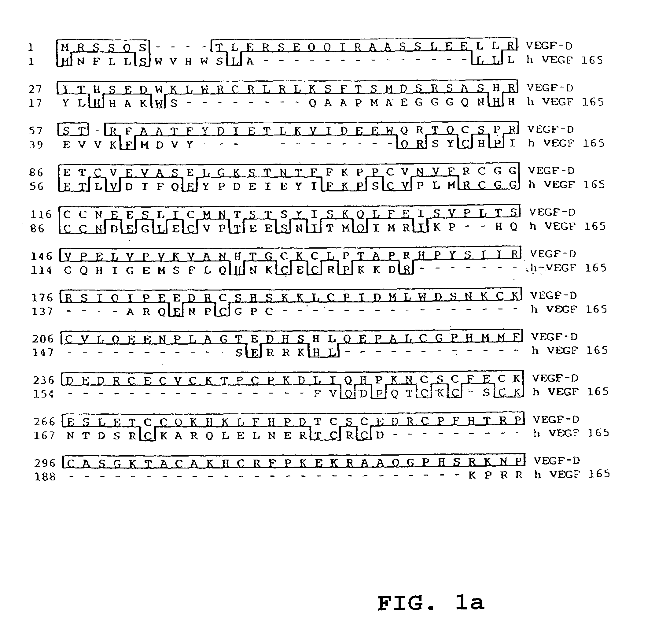 Vascular endothelial growth factor D (VEGF-D) antibodies and vectors, and methods of use
