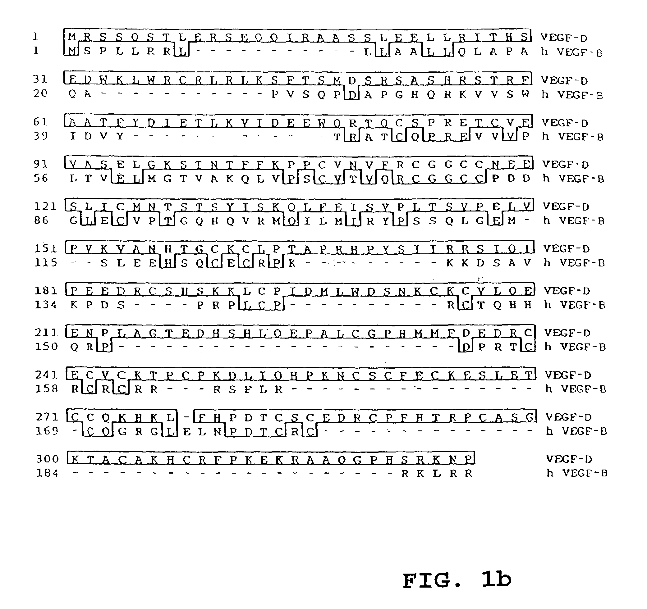 Vascular endothelial growth factor D (VEGF-D) antibodies and vectors, and methods of use