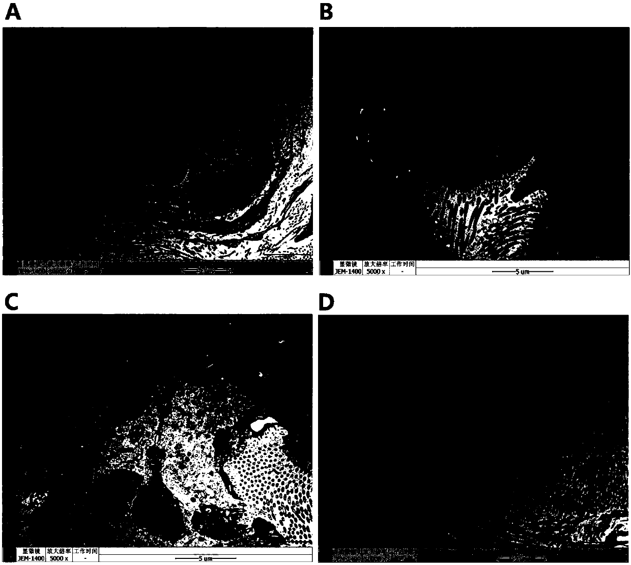 Method for establishing animal in-vitro tracheal model for evaluating inflammatory response induced by tobacco mainstream smoke and evaluation method