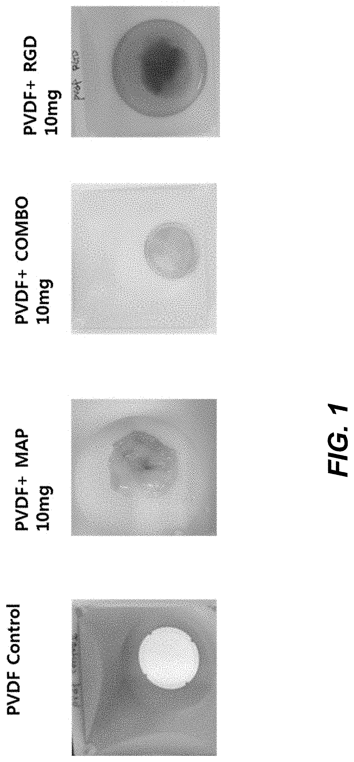 Defined three dimensional microenvironment for cell culture