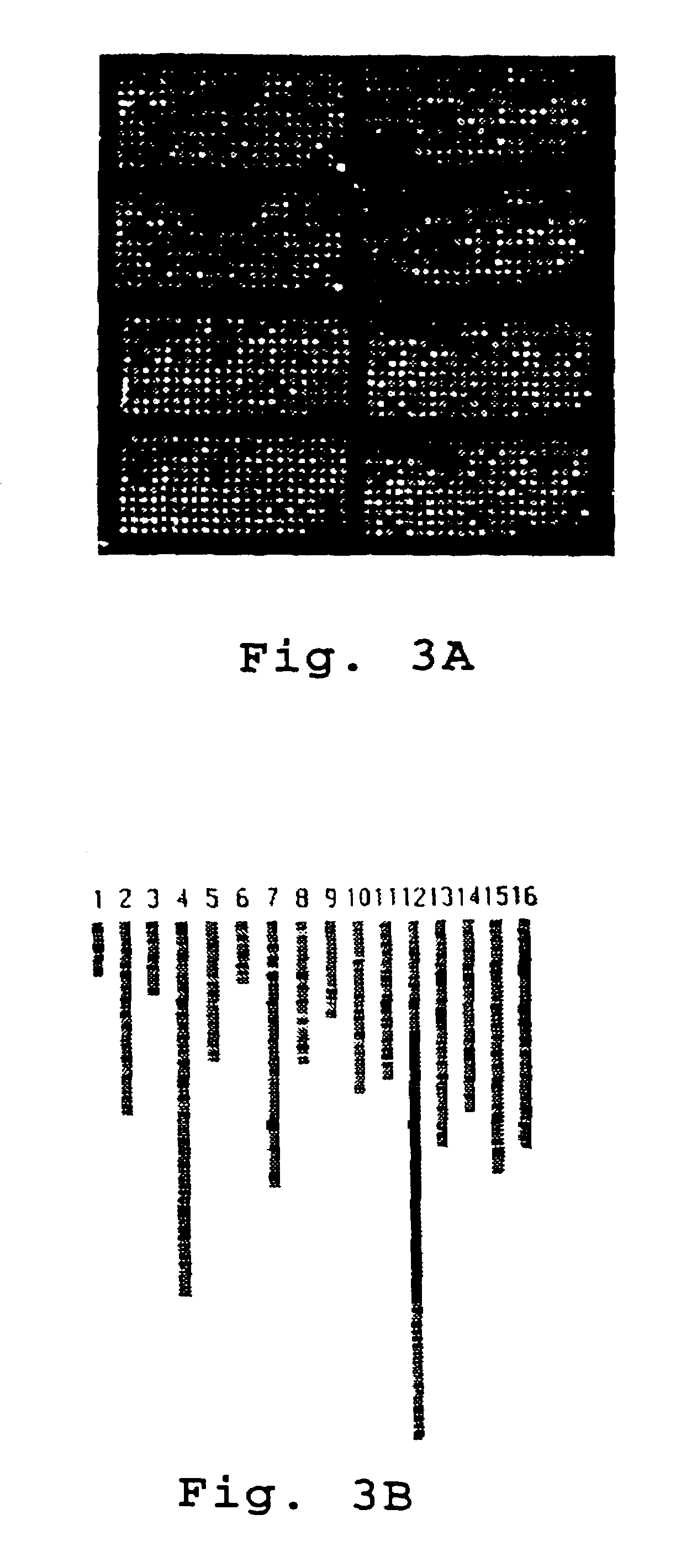 A microarray for determining the relative abundances of polynucleotide sequences
