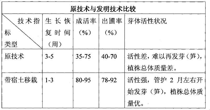 Method of cultivating nutrition pot seedling by tillering and transplanting large-scale sympodial bamboos