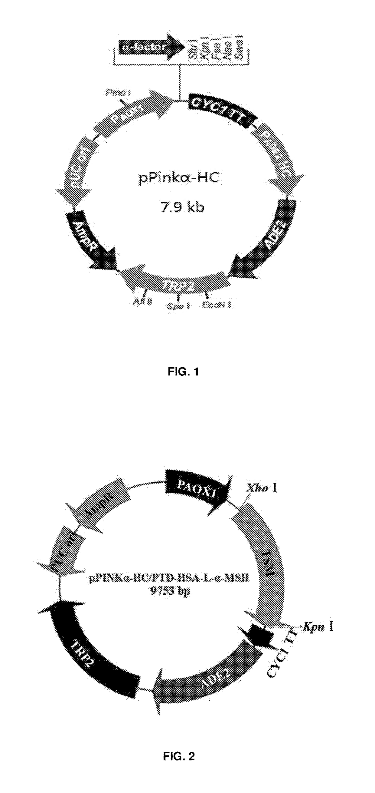 FUSION PROTEIN FOR alpha-MELANOCYTE STIMULATING HORMONE AND PREPARATION METHOD AND USE THEREOF