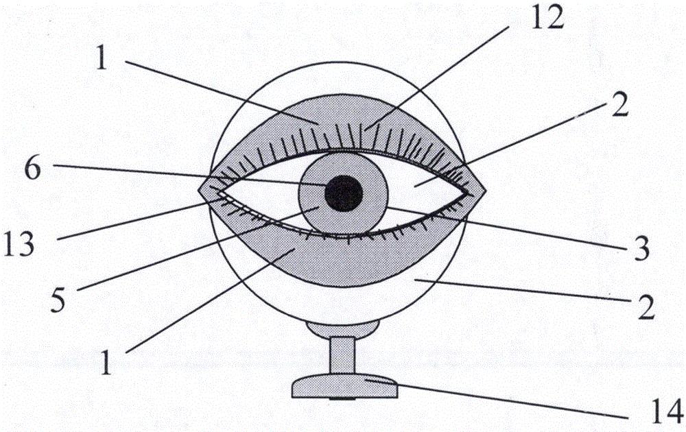 Eyeball teaching model with eyelids