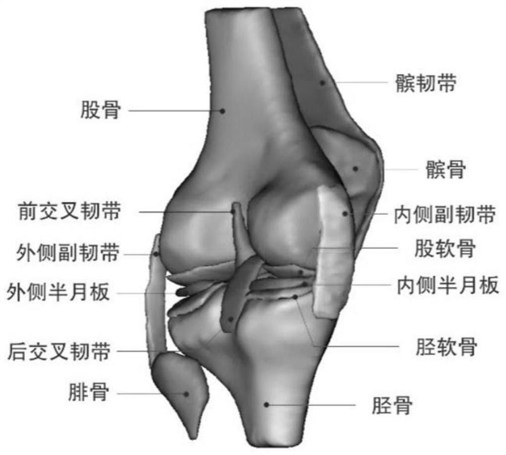 Method for establishing human knee joint finite element model in movement process