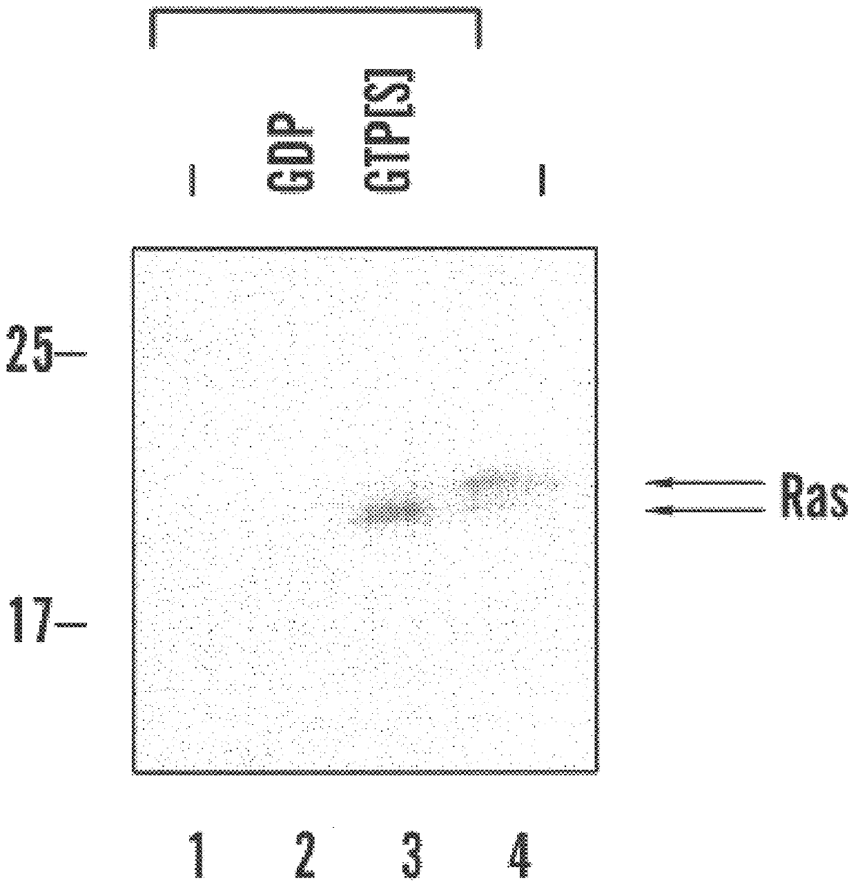 Activated ras interaction assay