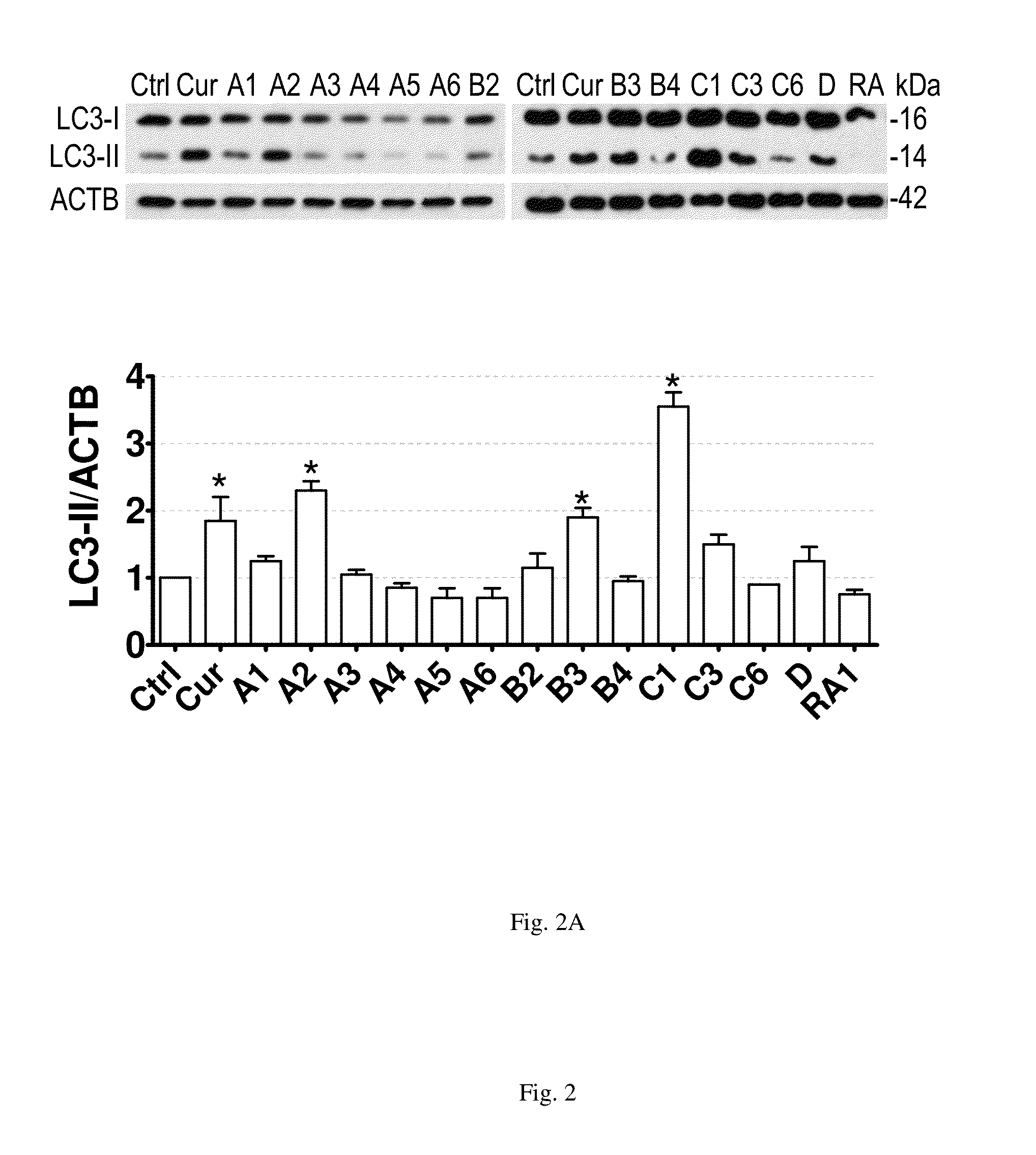 MTOR-independent activator of TFEB for autophagy enhancement and uses thereof