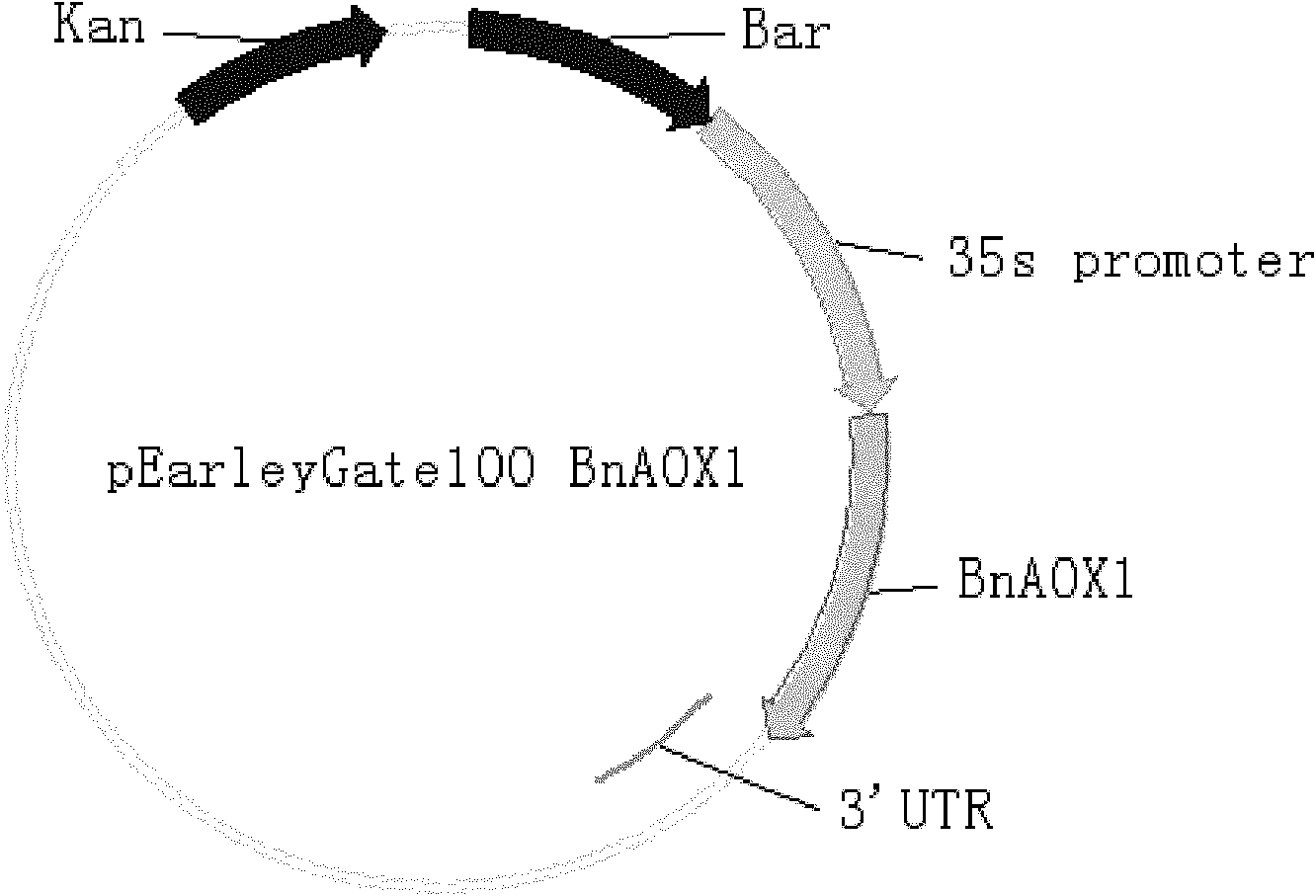 Rape respiration metabolism-related gene BnAOX1 and application thereof