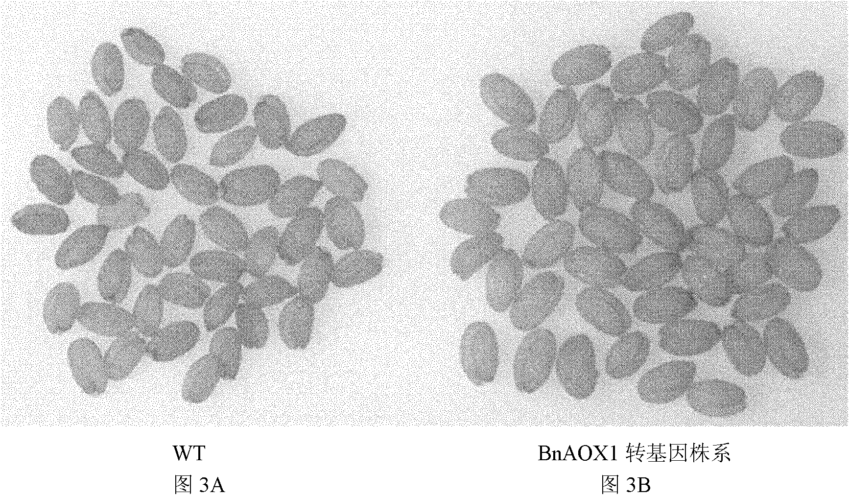 Rape respiration metabolism-related gene BnAOX1 and application thereof