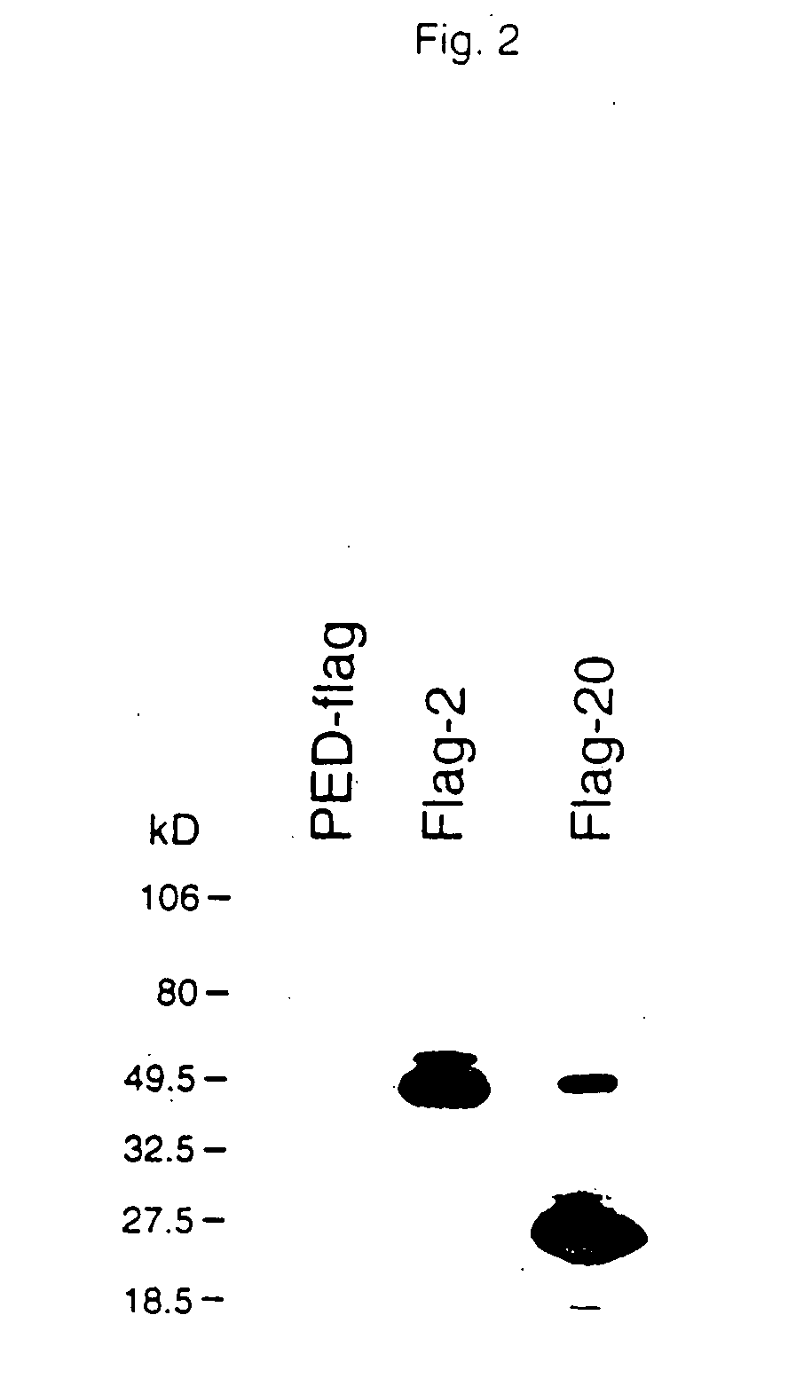 Novel TNF receptor death domain ligand proteins and inhibitors of ligand binding