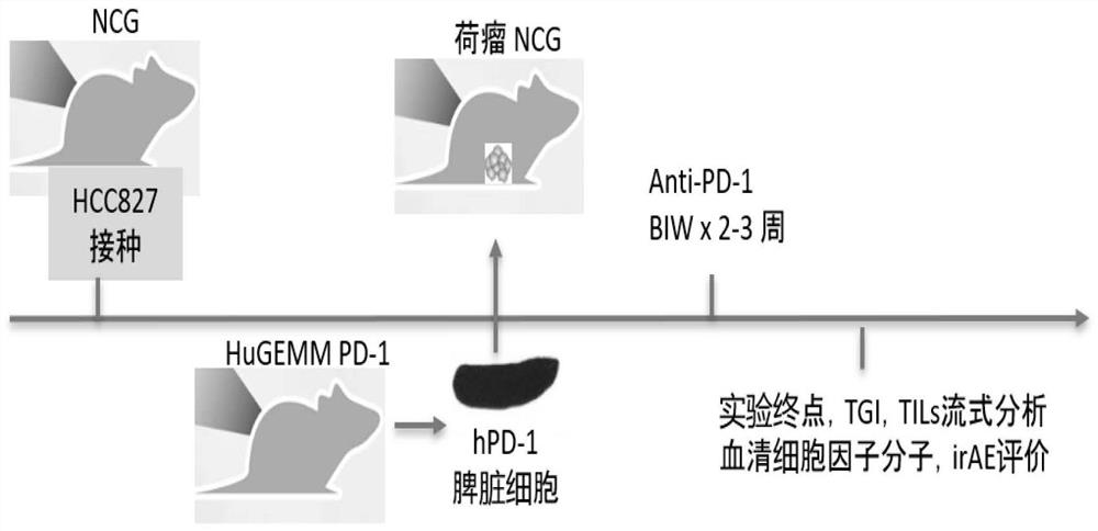 Application of huGEMM PD-1 mouse to evaluation of drug effects and immune-related side effects of in-vivo humanized PD-1 antibody