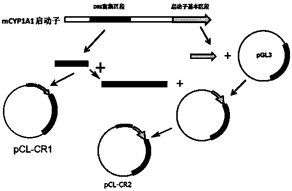 Recombinant vector used for biologically detecting dioxin substances