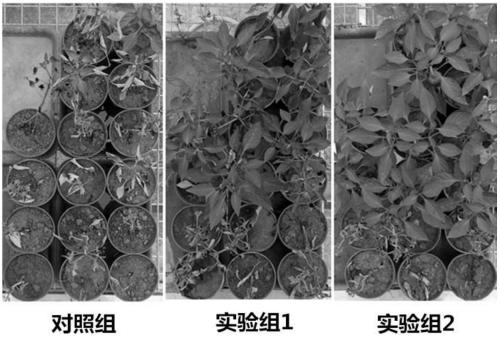 Carbon-based bio-organic fertilizer for improving degraded vegetable soil and application thereof