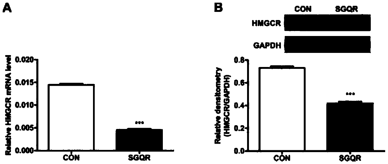 Silkworm chrysalis protein source tetrapeptide sgqr and its application