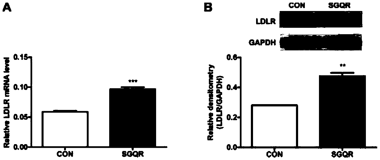 Silkworm chrysalis protein source tetrapeptide sgqr and its application