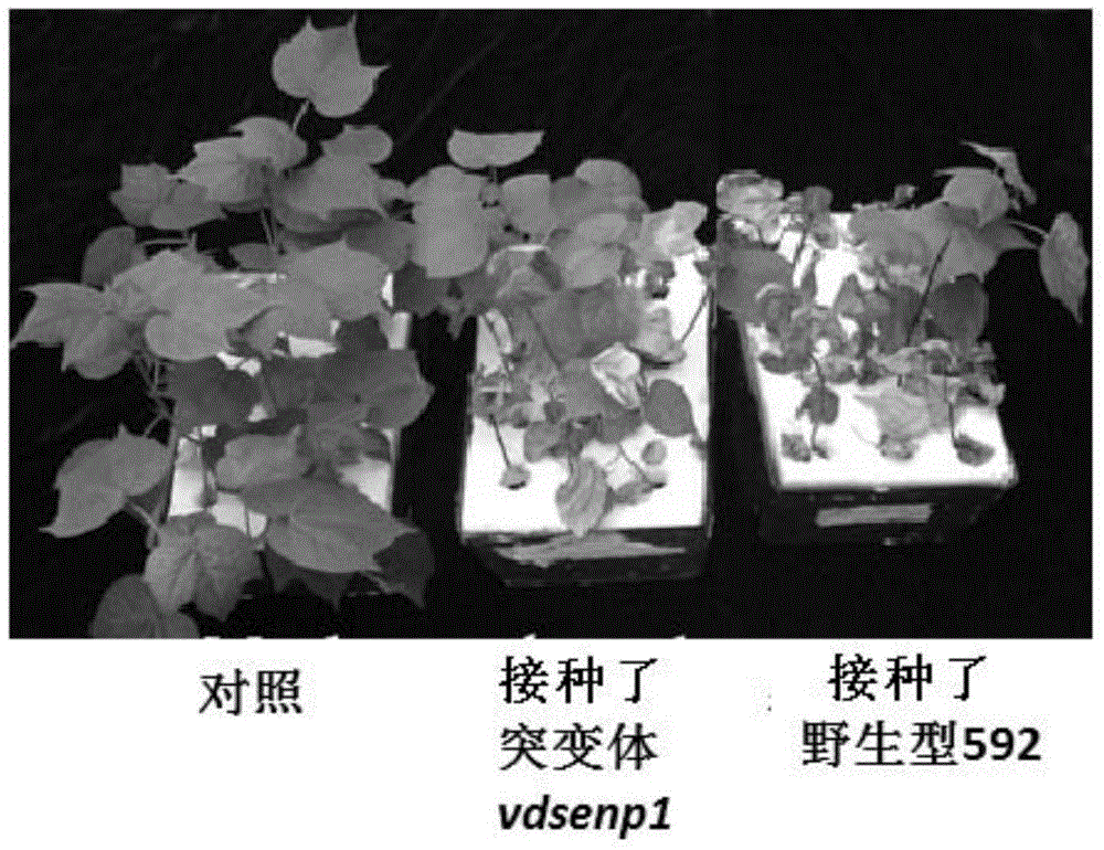 Verticillium dahliae Kleb. pathogenic associated protein VdSENP1 and encoding gene thereof