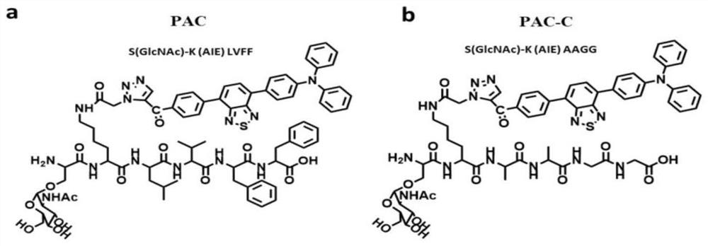 PKM2 tetramer allosteric activation peptide and application thereof in reversing Warburg effect and chemosensitization in tumors