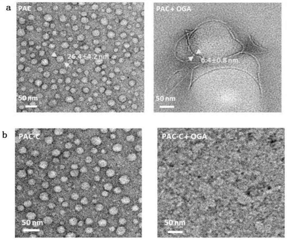 PKM2 tetramer allosteric activation peptide and application thereof in reversing Warburg effect and chemosensitization in tumors