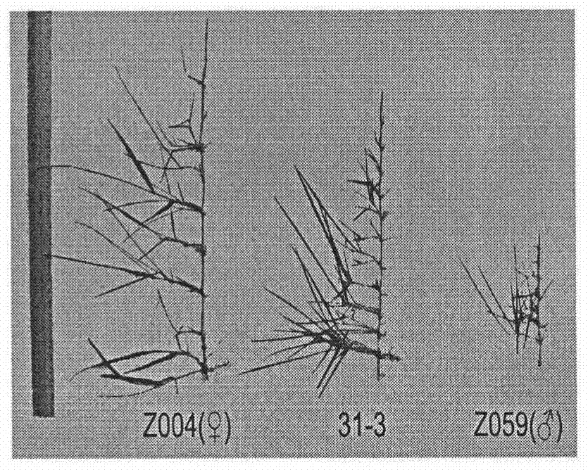 A kind of interspecific hybrid breeding method of new Zoysia plant species