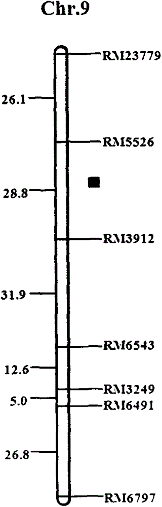 The ssr marker on chromosome 9 linked to the resistance qtl of the rice stem nematode and its application