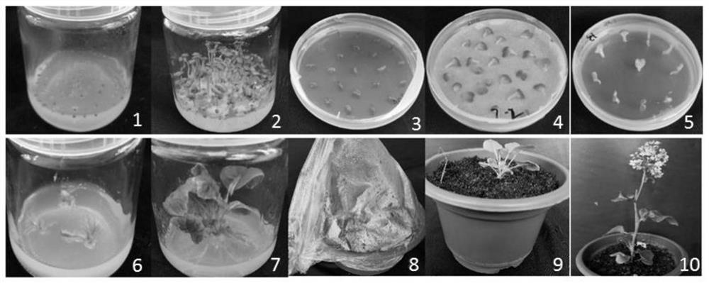 Agrobacterium-mediated flowering cabbage genetic transformation method