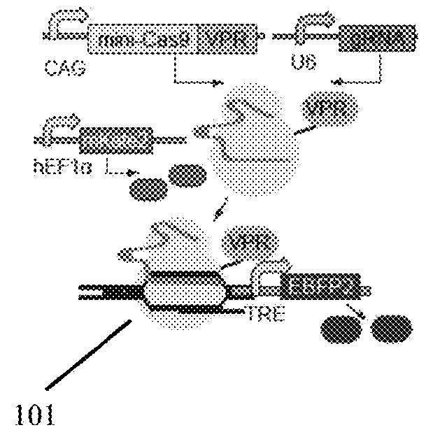 Engineering of a minimal SaCas9 CRISPR/Cas system for gene editing and transcriptional regulation optimized by enhanced guide RNA