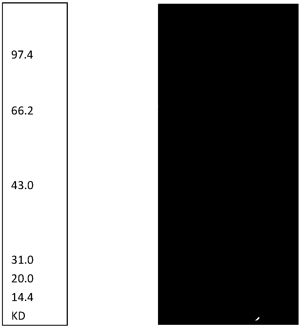 High-efficiency preparation method of heparinase I from Flavobacterium heparinum