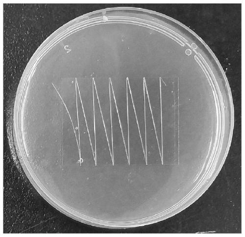 Exogenous substance importing method suitable for ova of shellfish mollusks