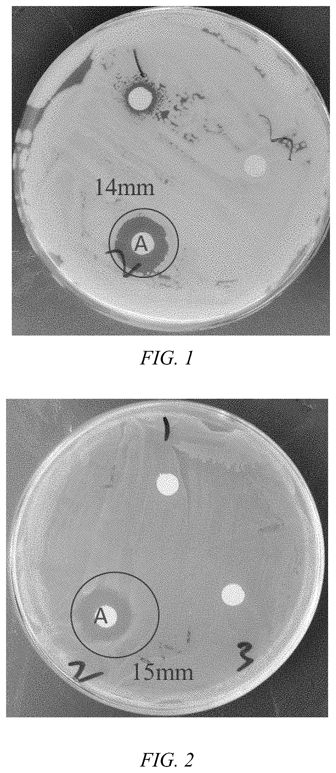 Pleuromutilin hippuric acid ester with antibacterial activity and a method of preparing the same