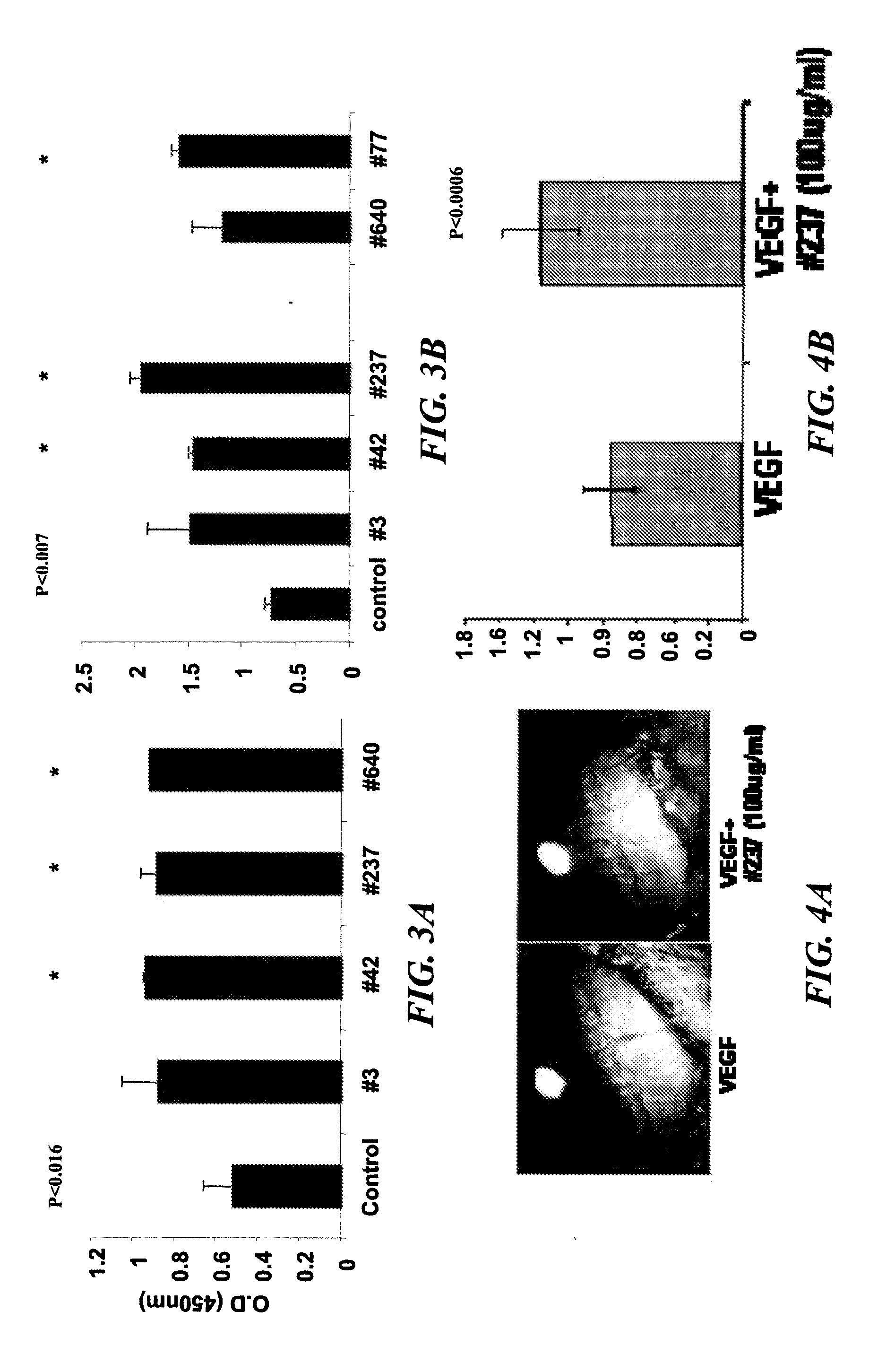 Pro-angiogenic fragments of prominin-1 and uses thereof