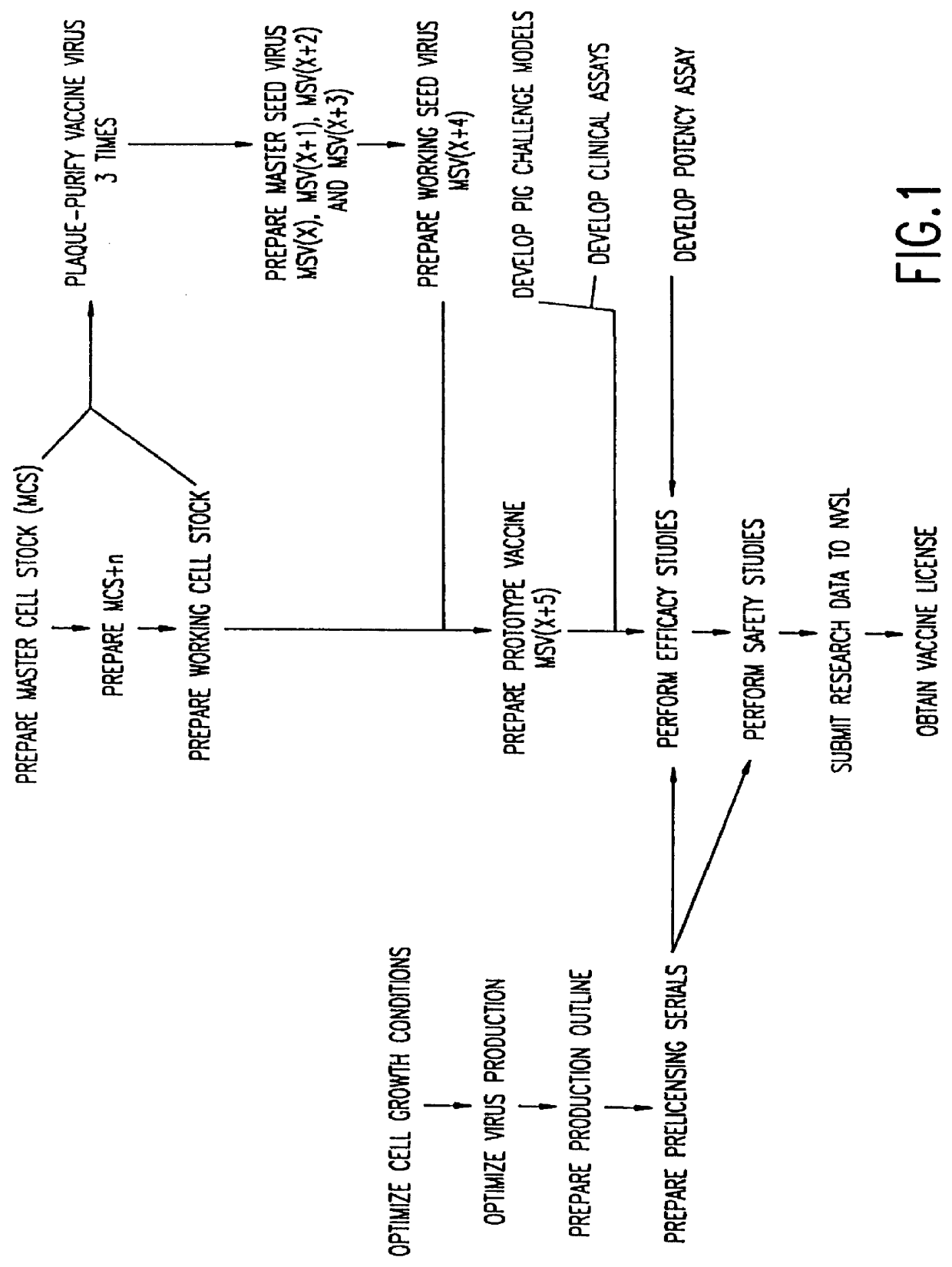 Isolated porcine respiratory and reproductive virus, vaccines and methods of protecting a pig against a disease caused by a porcine respiratory and reproductive virus