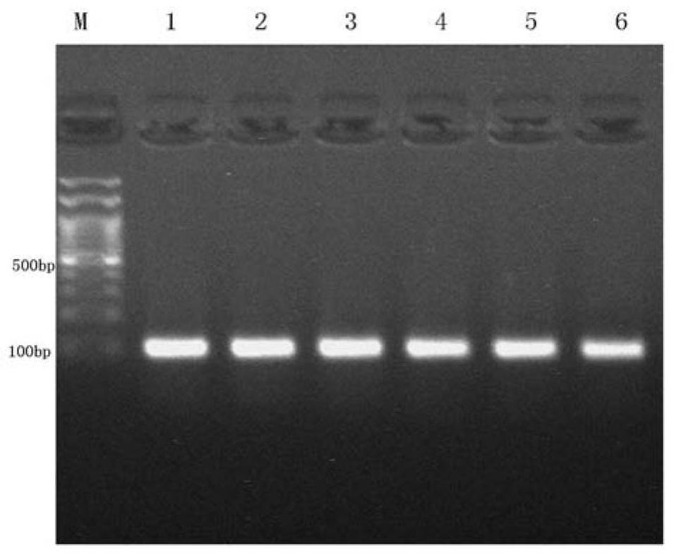 Cell line for knocking out porcine IRF8 gene based on CRISPR-Cas9 editing technology and construction method of cell line