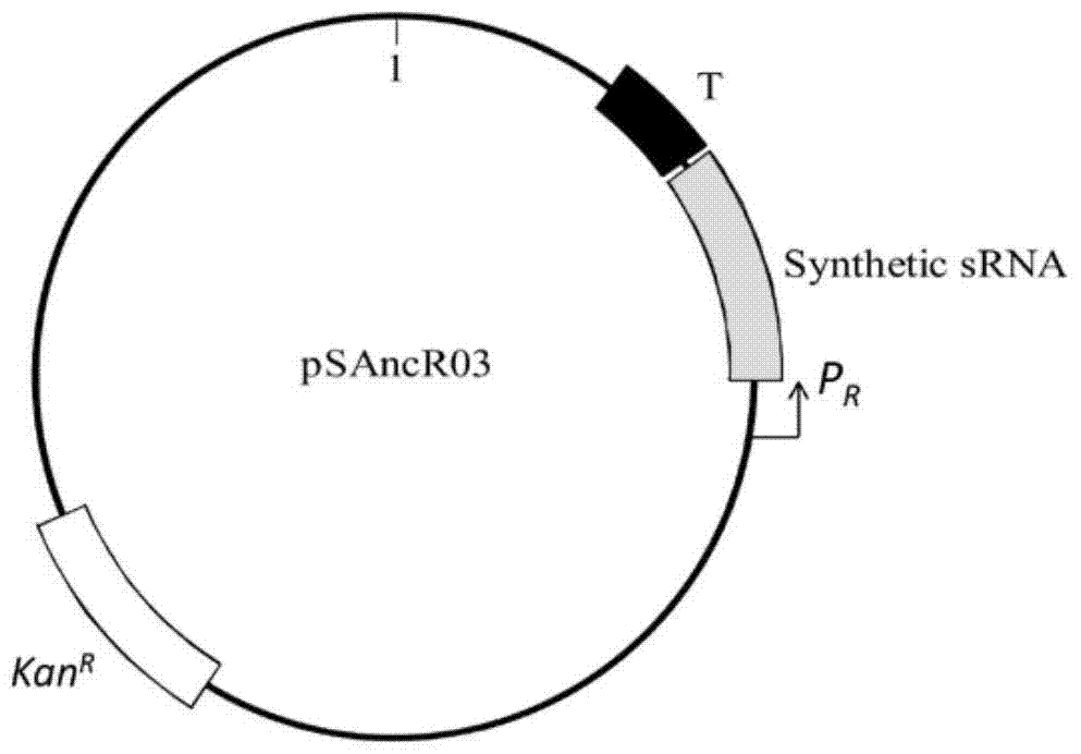 A kind of anti-oxidation and high-salt stress-resistant artificially synthesized srna and its application