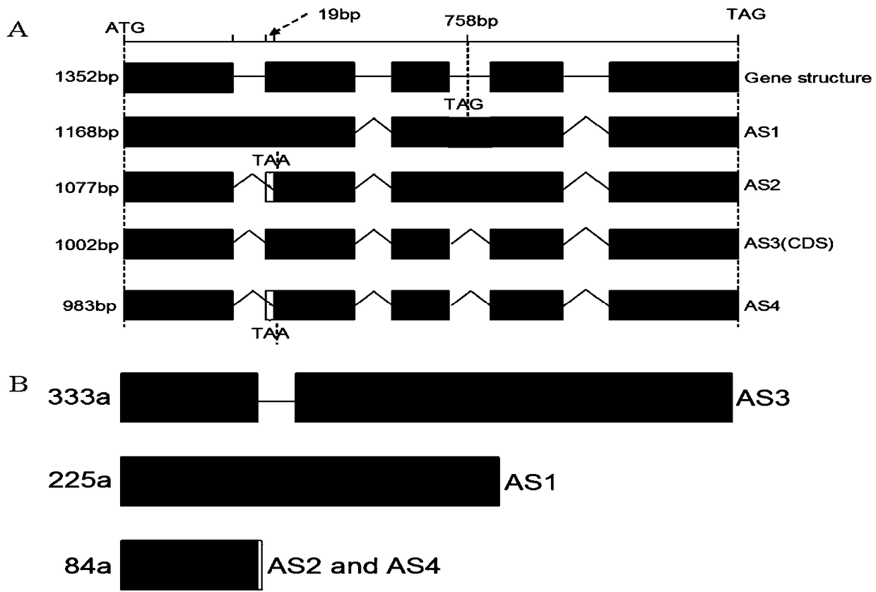 Application of arabidopsis thaliana MAPKKK kinase in breeding