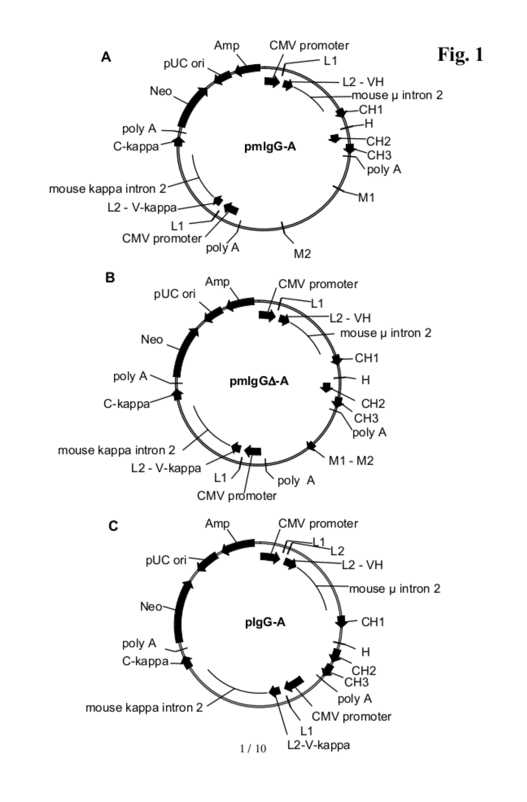 Polypeptide producing cells