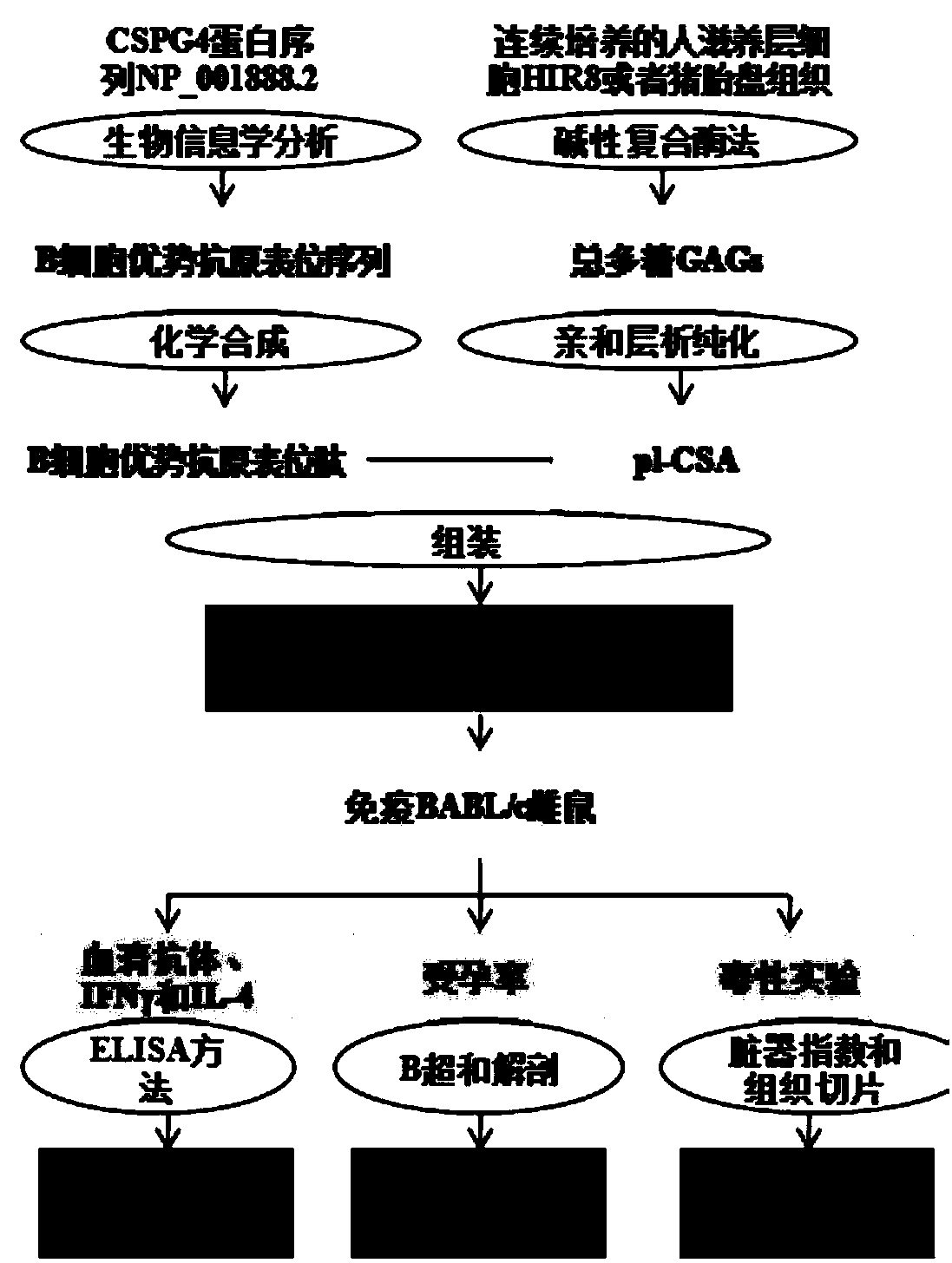 Placenta-like chondroitin sulfate A immunization composition and application