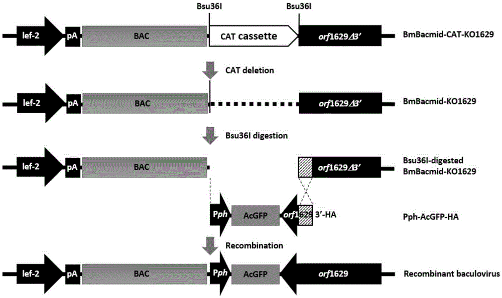 In-fusion cloning method for recombinant baculovirus