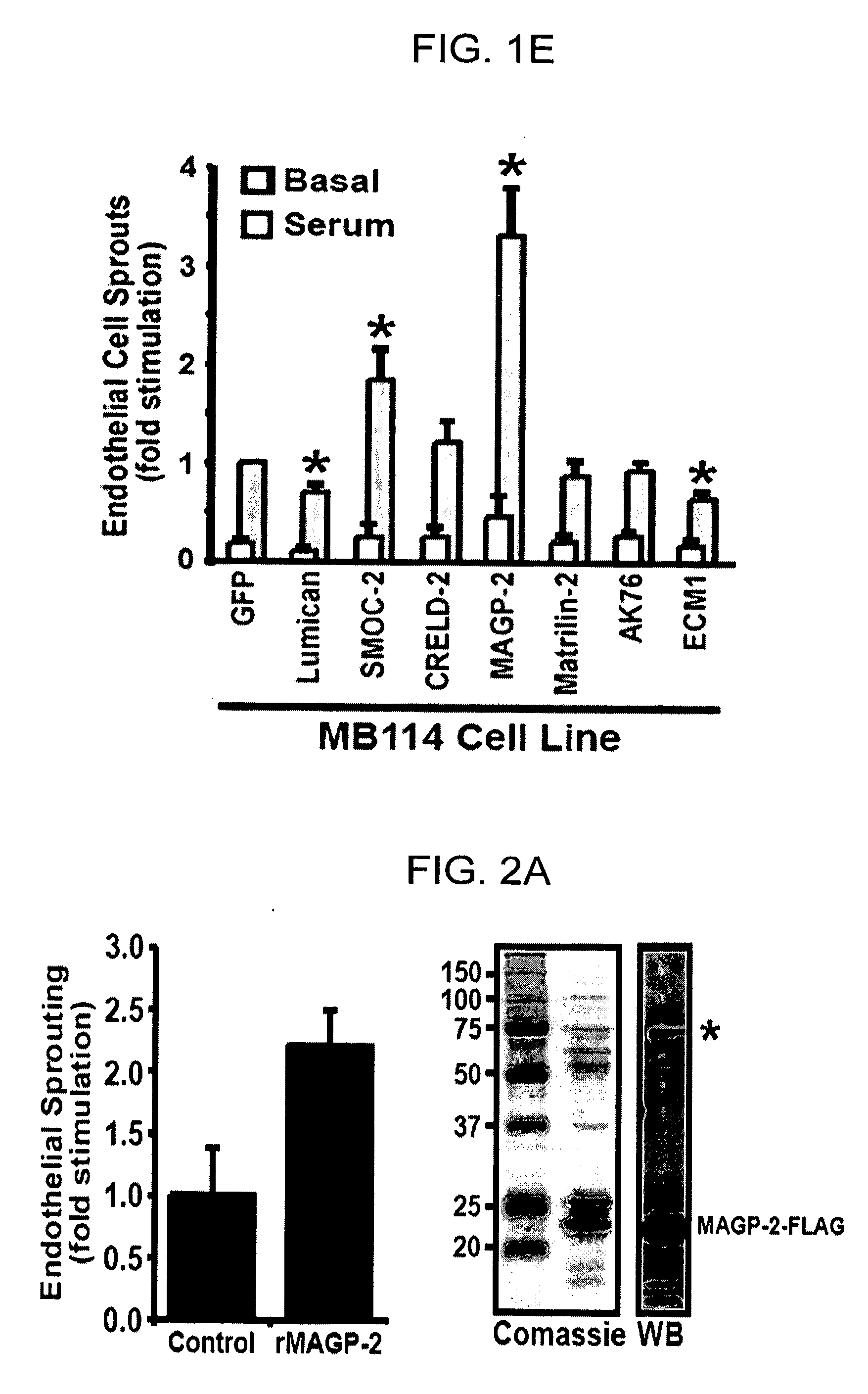 Genes and proteins associated with angiogenesis and uses thereof
