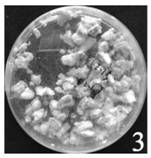 A solid fermentation medium for promoting spore production of Metarhizium anisopliae and its preparation method and application