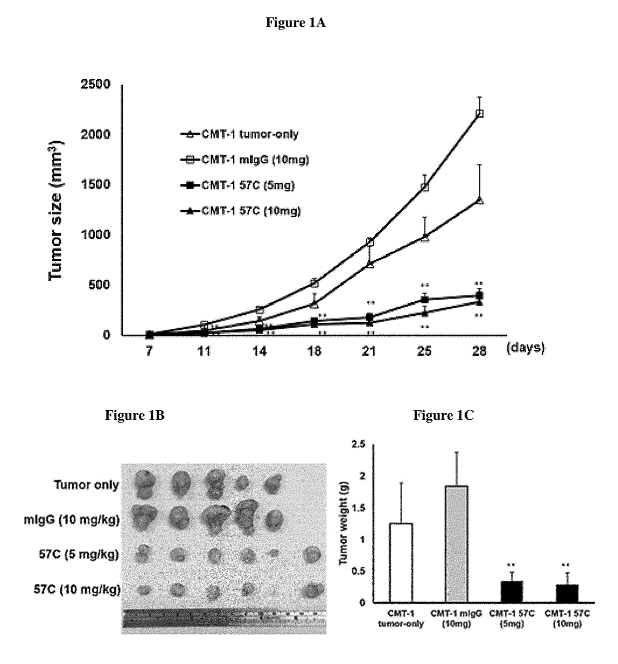 Antibodies which specifically bind to canine vascular endothelial growth factor and uses thereof