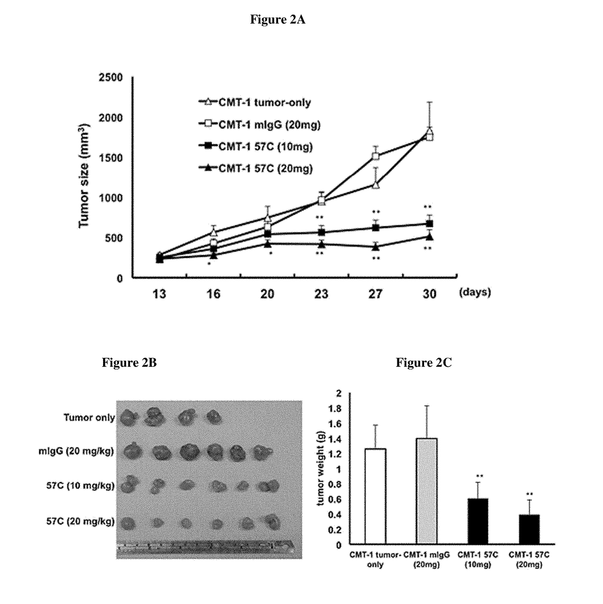 Antibodies which specifically bind to canine vascular endothelial growth factor and uses thereof